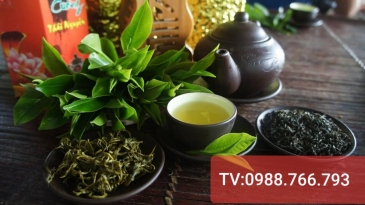 Cung cấp Trà Tân Cương Tại Hà Nội